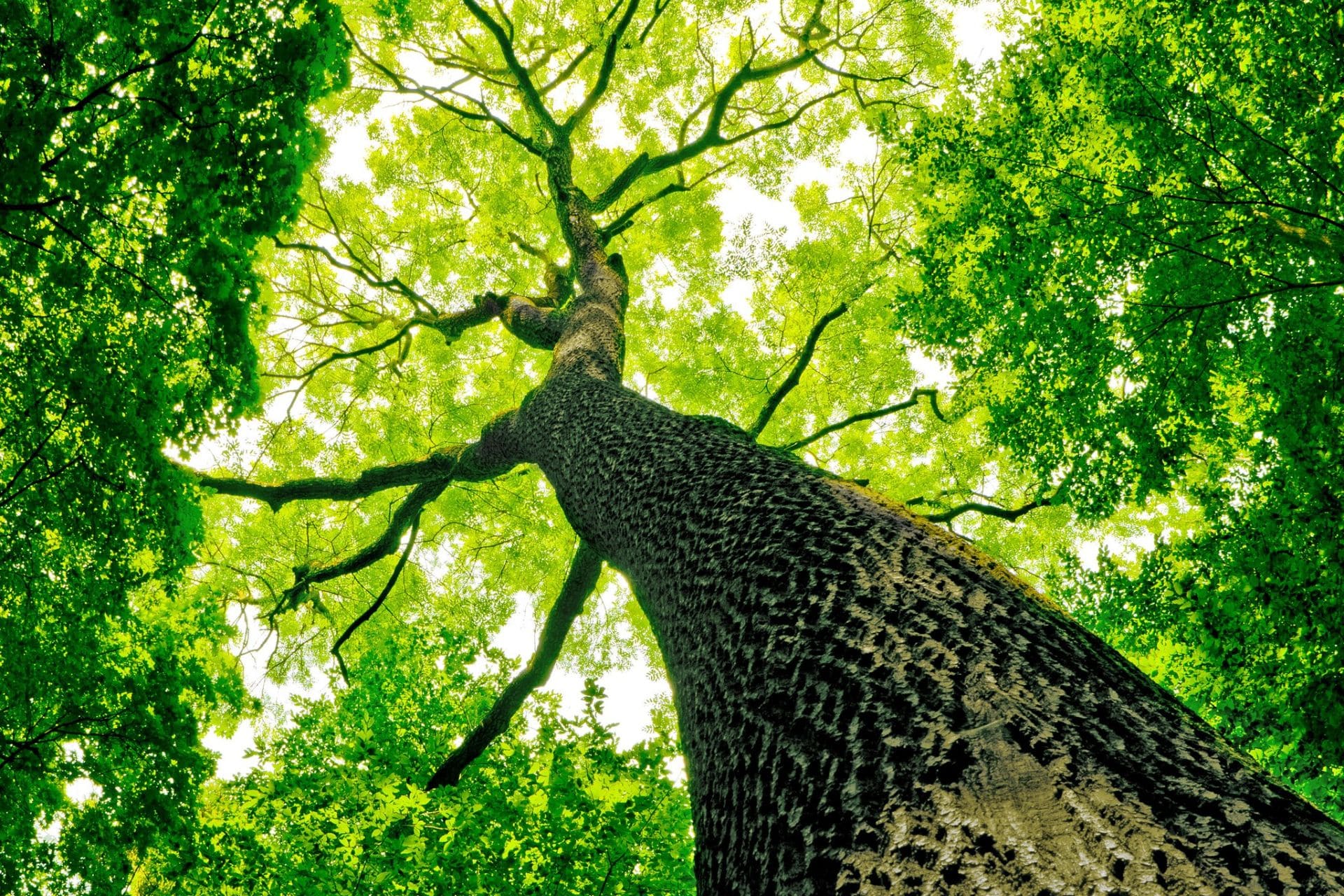 Nuovi alberi nel mondo