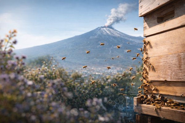 ESG e sostenibilità: l’impegno di Sogesa con l’alveare sull’Etna